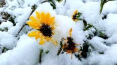 snow flower